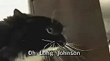 [搞笑]会说“我想舔你”的可爱小猫