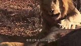 为了一口肉，雄狮将爪子拍向了幼崽，这还是亲爸吗？
