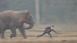 印度游客欲与大象合影 遭追赶后奇迹般躲过致命踩踏