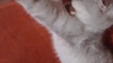 猫：困的不行了，别打扰我，让我睡会儿！