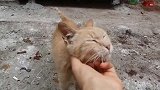 偶遇一只年老的流浪猫，细看胡子都白了，很可怜