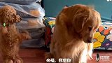 主人准备泰迪出去玩，金毛生气了，主人和泰迪一起哄金毛开心，逗