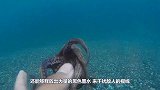 使用章鱼肚里的墨水写字会咋样，日本小伙测试后，结果令人意外！