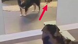 当动物照镜子后个个都挺搞笑
