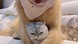 家里养了狗狗，猫咪就被治的特别温顺，看完别笑！