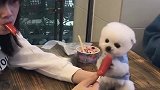 和主人抢肉吃