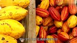 看完巧克力的生产过程，我觉得以后再也不吃这东西了，太恶心了