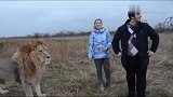 大白狮像没骨头一样靠着主人就撒娇，女主人都被逗笑了