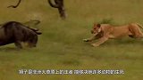 狮子死死咬住角马，不料角马一个转身，狮子直接被开膛破肚