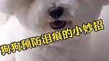 分享狗狗预防泪痕流泪的小妙招
