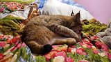 猞猁舔个毛还要启动八缸发动机，这油耗非土豪不能负担得起！