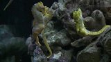 好神奇！网友实拍他家海马产子，小海马竟是这样出来的