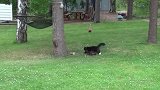 猫追松鼠，松鼠内心是崩溃的，感觉从鬼门关走了一趟！
