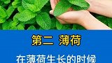 蚊子最讨厌的六种植物来了，收藏好了赶紧告诉家人吧