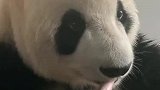 熊猫天天吃竹子，怎么还能长这么胖！