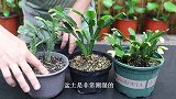 5月养蟹爪兰，记住避免1点，以免它烂根、死掉！