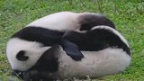 熊猫：因为我圆润又爱捣蛋，所以走着走着我就滚了