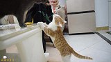 女主人训练猫咪技能，非但没成功，还反被两只猫调教了