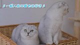 你见过能说会唱的小奶猫吗？铲屎官：偏偏长得还很帅！
