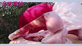 胖妹又犯馋啦，买6斤牛骨髓上烤箱，撒上辣椒面和葱花，味道真香