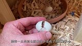 蛋壳破裂了怎么办？男子妙用502，竟成功得到一只小可爱！