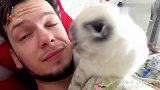猫咪就粘着男主人,网友：给我一只这样的猫,老婆都可以放弃