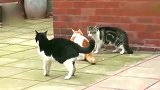 两只猫咪打架，橘猫展示绝技“后空翻”，狸花猫都看蒙了