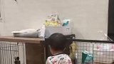 小狗极力阻止小孩去它的窝
