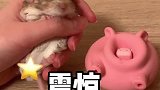 如何教小老鼠吃东西不要撒出来