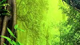 一弦，一音，一感念，好多不会忘掉的事情，就在我们念念不忘的日子里，被我们遗忘了治愈 森林氧吧