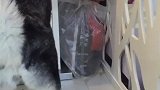 这么聪明的哈士奇你们见过吗