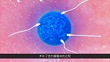 很多人好奇女性如何受孕，这次给你看个够，3D动画还原全过程