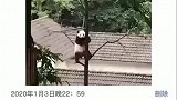 功夫熊猫也疯狂啊