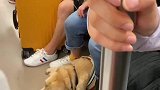 网友在街头偶遇导盲犬