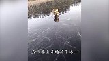 户外零下20，发现一只野猫被冻住四肢，好心人端来热水解救