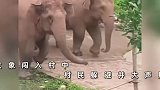 云南3头大象闯进村嚎叫俯冲，村民用方言成功劝退，视频记录全程