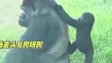 银背大猩猩被虐日常，薅呀薅呀薅