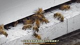寿命只有1个月的工蜂为何还要终其一生地忙碌不停歇？