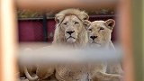 饲养员将手伸进栅栏给雄狮喂肉，狮子突然跳起来将其手臂咬住
