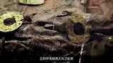 专家跳入盗洞探查古墓，意外摸到整片蠕动生物，吓得大声尖叫
