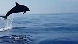 海豚宝宝被困，渔民出手相助 海豚妈妈数次水中跃起好似致谢