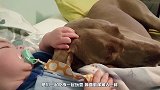十几只小狗围着小主人，接下来宝宝的举动，爸妈都快笑岔气了