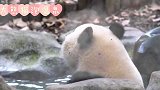 大熊猫冬天的正确打开方式泡个温泉把生活节奏都放慢下来享受