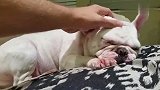 快要睡着的斗牛犬狗狗,好乖的样子,超可爱的