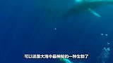 国外海滩出现神秘“美人鱼”，引众人围观，老渔民认出了是“她”