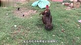 两只母鸡在打架，公鸡走来好心想劝架，结果头也不回就走了