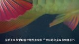 男子把老鼠扔进了鱼缸里，金龙鱼遇到老鼠，结果会怎么样