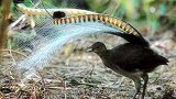 小伙意外发现“蛇鸟一体”奇异物种，近距离查看后，吓出一身冷汗