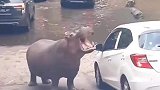 河马我不挑食喂点啥都可以
