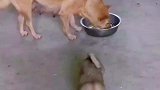 母狗舍不得吃鸡腿叼给了小奶狗，母爱是这个世界上最伟大的爱